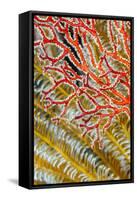 Indonesia, West Papua, Raja Ampat. Crinoids and Sea Fan-Jaynes Gallery-Framed Stretched Canvas