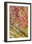 Indonesia, West Papua, Raja Ampat. Crinoids and Sea Fan-Jaynes Gallery-Framed Photographic Print