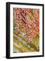 Indonesia, West Papua, Raja Ampat. Crinoids and Sea Fan-Jaynes Gallery-Framed Photographic Print