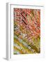 Indonesia, West Papua, Raja Ampat. Crinoids and Sea Fan-Jaynes Gallery-Framed Photographic Print