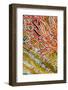 Indonesia, West Papua, Raja Ampat. Crinoids and Sea Fan-Jaynes Gallery-Framed Photographic Print