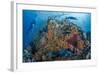 Indonesia, West Papua, Raja Ampat. Diver and Coral Reef-Jaynes Gallery-Framed Photographic Print