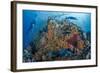 Indonesia, West Papua, Raja Ampat. Diver and Coral Reef-Jaynes Gallery-Framed Photographic Print
