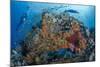 Indonesia, West Papua, Raja Ampat. Diver and Coral Reef-Jaynes Gallery-Mounted Photographic Print