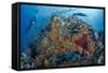 Indonesia, West Papua, Raja Ampat. Diver and Coral Reef-Jaynes Gallery-Framed Stretched Canvas