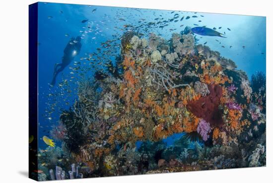 Indonesia, West Papua, Raja Ampat. Diver and Coral Reef-Jaynes Gallery-Stretched Canvas