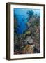 Indonesia, West Papua, Raja Ampat. Diver and Coral Reef-Jaynes Gallery-Framed Photographic Print