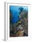 Indonesia, West Papua, Raja Ampat. Diver and Coral Reef-Jaynes Gallery-Framed Photographic Print