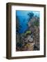 Indonesia, West Papua, Raja Ampat. Diver and Coral Reef-Jaynes Gallery-Framed Photographic Print