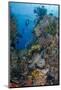 Indonesia, West Papua, Raja Ampat. Diver and Coral Reef-Jaynes Gallery-Mounted Photographic Print