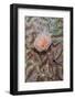 Indonesia, West Papua, Raja Ampat. Feather Duster Worm on Coral-Jaynes Gallery-Framed Photographic Print