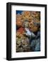 Indonesia, West Papua, Raja Ampat. Hawksbill Sea Turtle and Coral-Jaynes Gallery-Framed Photographic Print