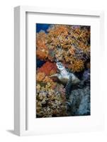 Indonesia, West Papua, Raja Ampat. Hawksbill Sea Turtle and Coral-Jaynes Gallery-Framed Photographic Print