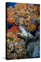 Indonesia, West Papua, Raja Ampat. Hawksbill Sea Turtle and Coral-Jaynes Gallery-Stretched Canvas