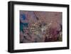 Indonesia, West Papua, Raja Ampat. Lionfish and coral.-Jaynes Gallery-Framed Photographic Print