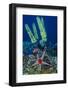 Indonesia, West Papua, Raja Ampat. Sea Star and Tunicate-Jaynes Gallery-Framed Photographic Print