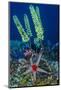 Indonesia, West Papua, Raja Ampat. Sea Star and Tunicate-Jaynes Gallery-Mounted Photographic Print