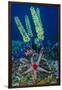 Indonesia, West Papua, Raja Ampat. Sea Star and Tunicate-Jaynes Gallery-Framed Photographic Print