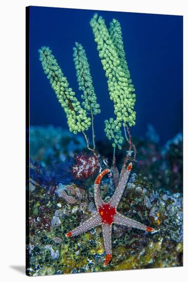 Indonesia, West Papua, Raja Ampat. Sea Star and Tunicate-Jaynes Gallery-Stretched Canvas