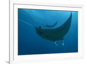 Indonesia, West Papua, Raja Ampat. Underneath two manta rays.-Jaynes Gallery-Framed Photographic Print