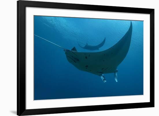 Indonesia, West Papua, Raja Ampat. Underneath two manta rays.-Jaynes Gallery-Framed Photographic Print