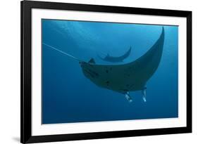 Indonesia, West Papua, Raja Ampat. Underneath two manta rays.-Jaynes Gallery-Framed Photographic Print