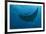 Indonesia, West Papua, Raja Ampat. Underneath two manta rays.-Jaynes Gallery-Framed Photographic Print