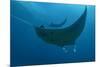 Indonesia, West Papua, Raja Ampat. Underneath two manta rays.-Jaynes Gallery-Mounted Photographic Print