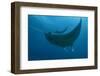 Indonesia, West Papua, Raja Ampat. Underneath two manta rays.-Jaynes Gallery-Framed Photographic Print