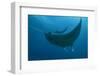 Indonesia, West Papua, Raja Ampat. Underneath two manta rays.-Jaynes Gallery-Framed Photographic Print