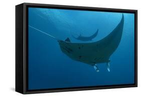 Indonesia, West Papua, Raja Ampat. Underneath two manta rays.-Jaynes Gallery-Framed Stretched Canvas