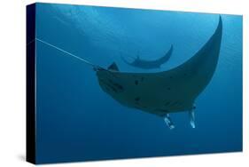 Indonesia, West Papua, Raja Ampat. Underneath two manta rays.-Jaynes Gallery-Stretched Canvas