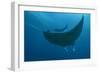 Indonesia, West Papua, Raja Ampat. Underneath two manta rays.-Jaynes Gallery-Framed Photographic Print