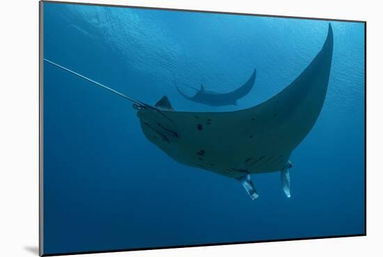 Indonesia, West Papua, Raja Ampat. Underneath two manta rays.-Jaynes Gallery-Mounted Photographic Print