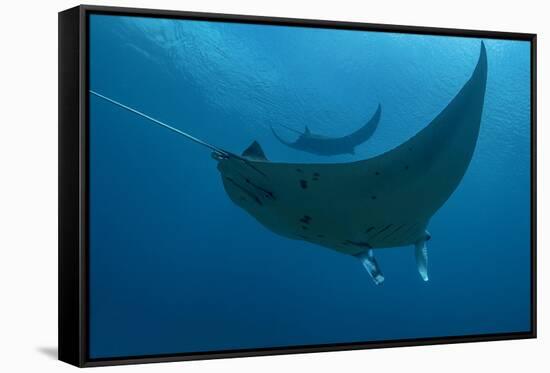 Indonesia, West Papua, Raja Ampat. Underneath two manta rays.-Jaynes Gallery-Framed Stretched Canvas