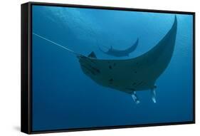 Indonesia, West Papua, Raja Ampat. Underneath two manta rays.-Jaynes Gallery-Framed Stretched Canvas