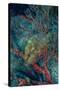 Indonesia, West Papua, Raja Ampat-Jaynes Gallery-Stretched Canvas