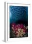 Indonesia, West Papua, Triton Bay. Baitfish and soft coral.-Jaynes Gallery-Framed Photographic Print