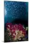 Indonesia, West Papua, Triton Bay. Baitfish and soft coral.-Jaynes Gallery-Mounted Photographic Print