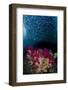 Indonesia, West Papua, Triton Bay. Baitfish and soft coral.-Jaynes Gallery-Framed Photographic Print