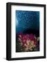 Indonesia, West Papua, Triton Bay. Baitfish and soft coral.-Jaynes Gallery-Framed Photographic Print