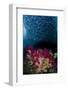 Indonesia, West Papua, Triton Bay. Baitfish and soft coral.-Jaynes Gallery-Framed Photographic Print