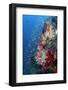 Indonesia, West Papua, Triton Bay. Coral Reef Scenic-Jaynes Gallery-Framed Photographic Print