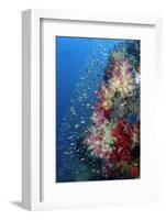 Indonesia, West Papua, Triton Bay. Coral Reef Scenic-Jaynes Gallery-Framed Photographic Print