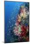 Indonesia, West Papua, Triton Bay. Coral Reef Scenic-Jaynes Gallery-Mounted Photographic Print