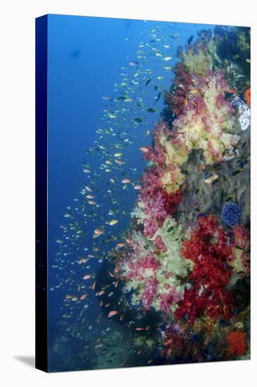 Indonesia, West Papua, Triton Bay. Coral Reef Scenic-Jaynes Gallery-Stretched Canvas