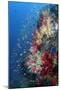 Indonesia, West Papua, Triton Bay. Coral Reef Scenic-Jaynes Gallery-Mounted Photographic Print