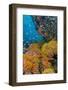 Indonesia, West Papua, Triton Bay. Coral Reef Scenic-Jaynes Gallery-Framed Photographic Print