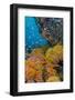 Indonesia, West Papua, Triton Bay. Coral Reef Scenic-Jaynes Gallery-Framed Photographic Print