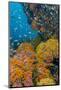 Indonesia, West Papua, Triton Bay. Coral Reef Scenic-Jaynes Gallery-Mounted Photographic Print